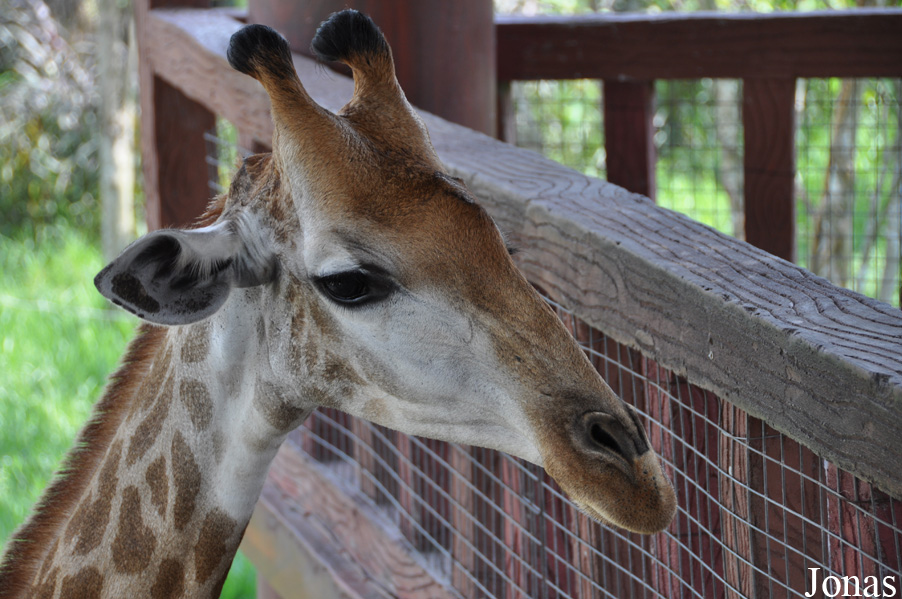 Giraffa camelopardalis angolensis