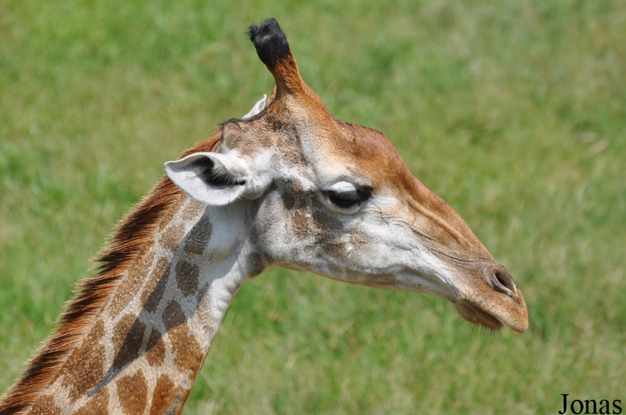 Giraffa camelopardalis angolensis
