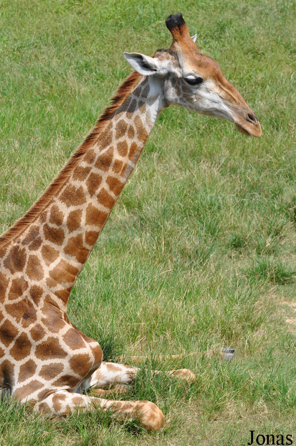 Giraffa camelopardalis angolensis