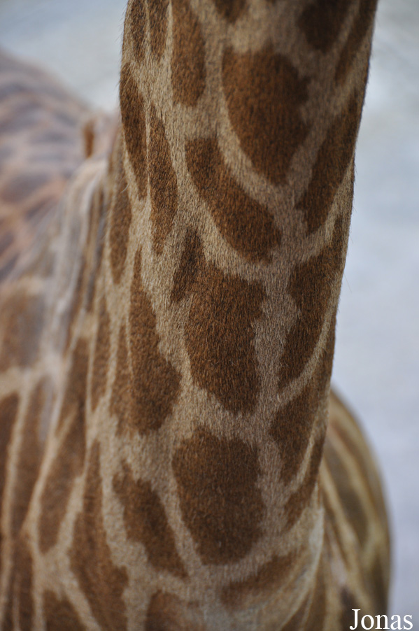 Giraffa camelopardalis angolensis