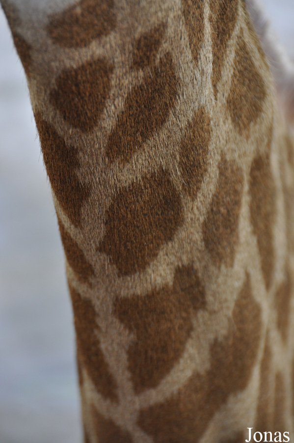 Giraffa camelopardalis angolensis