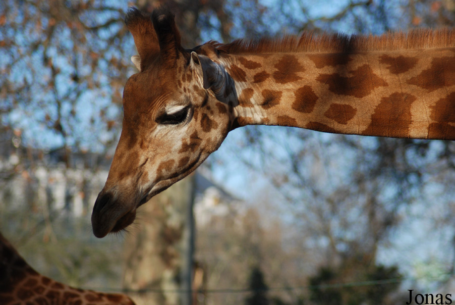 Giraffa camelopardalis antiquorum