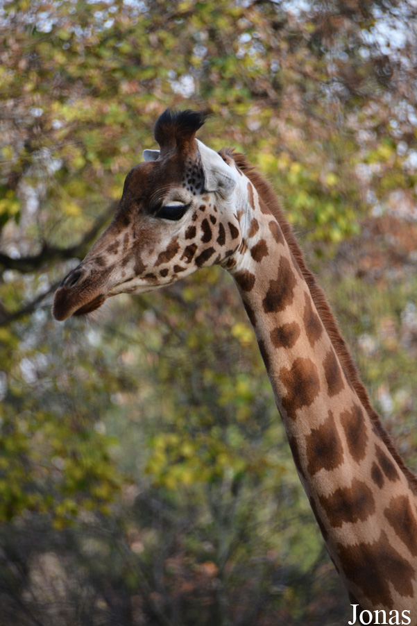 Giraffa camelopardalis antiquorum
