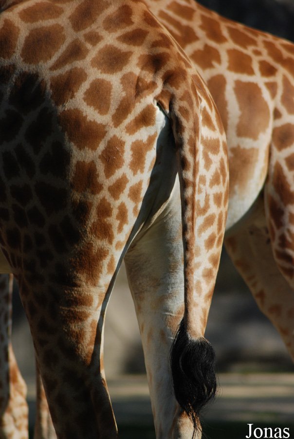 Giraffa camelopardalis antiquorum