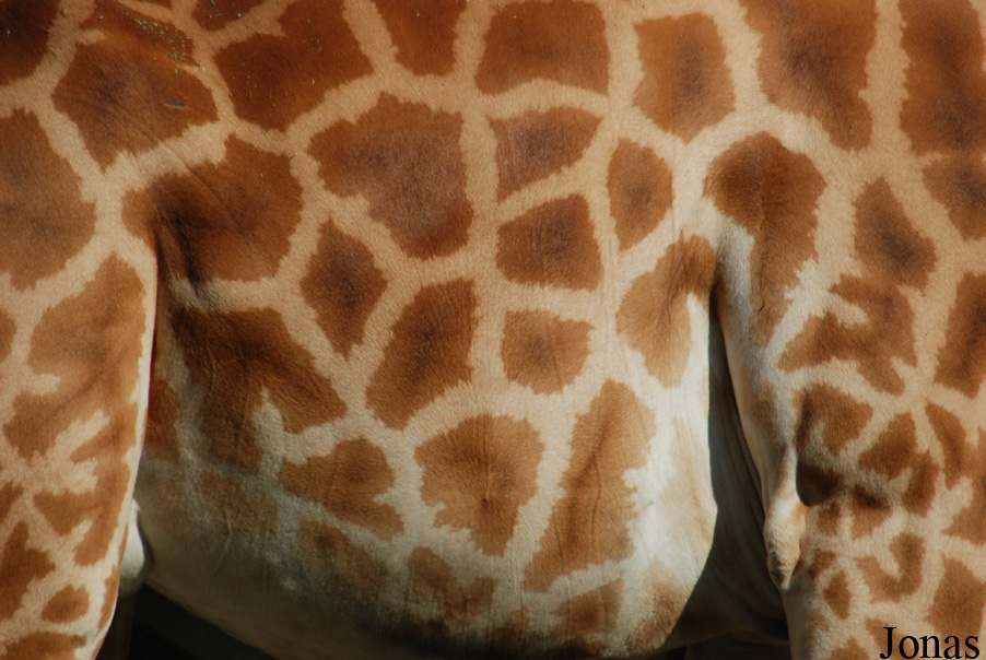 Giraffa camelopardalis antiquorum