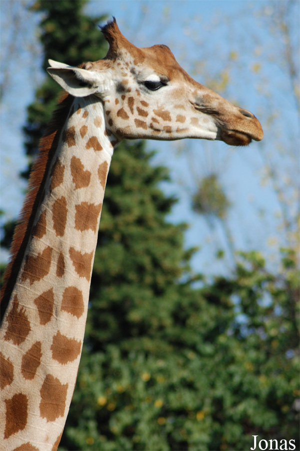 Giraffa camelopardalis antiquorum