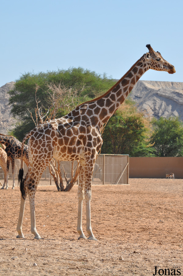 Giraffa camelopardalis camelopardalis
