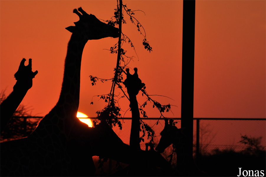 Giraffa camelopardalis camelopardalis