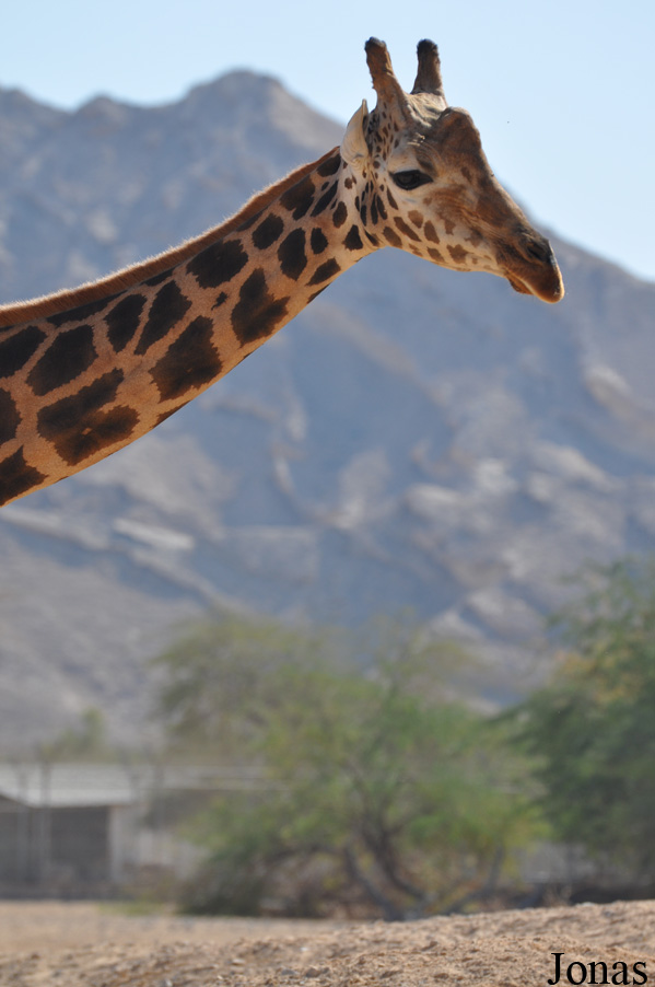 Giraffa camelopardalis camelopardalis