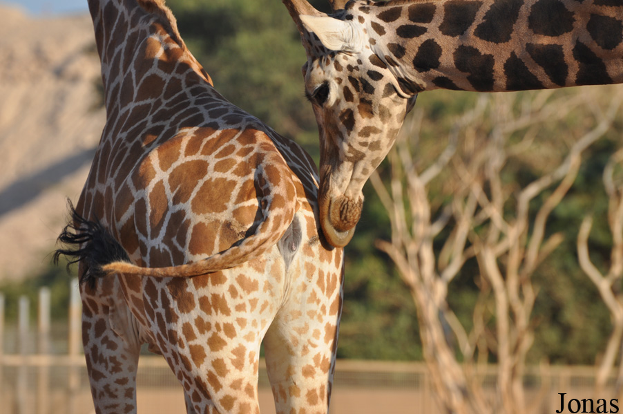 Giraffa camelopardalis camelopardalis