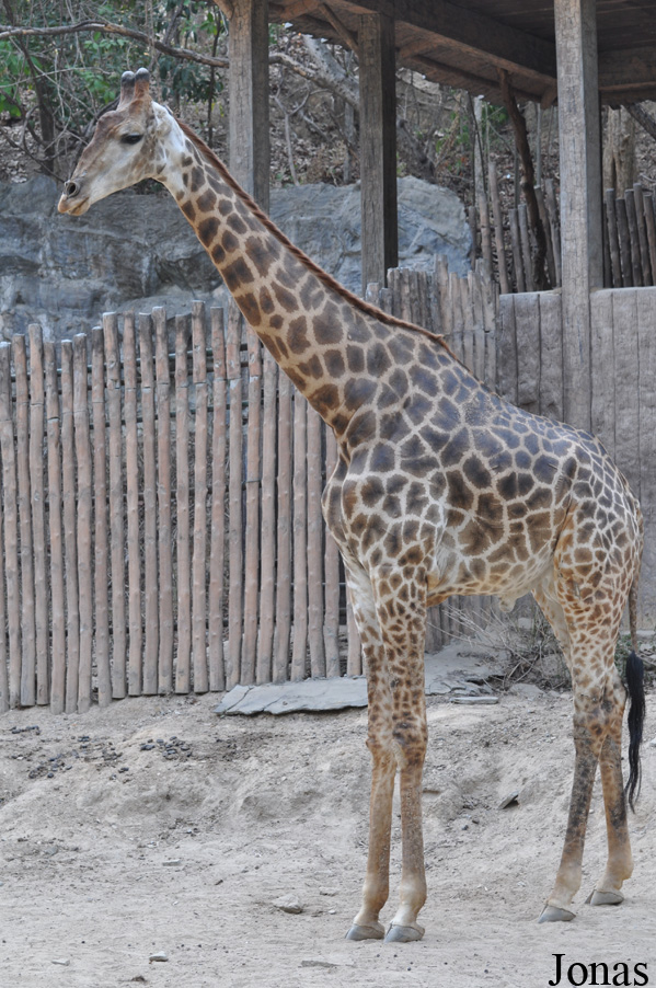 Giraffa camelopardalis giraffa