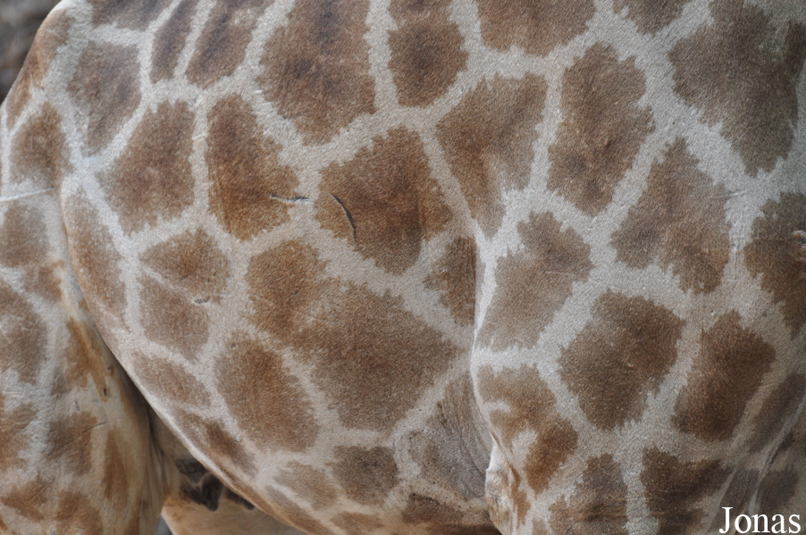 Giraffa camelopardalis giraffa