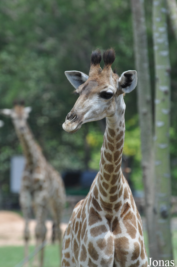 Giraffa camelopardalis giraffa