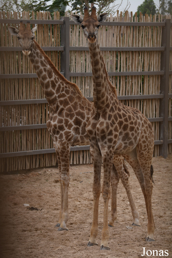 Giraffa camelopardalis giraffa