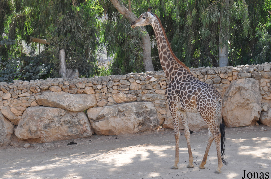 Giraffa camelopardalis giraffa