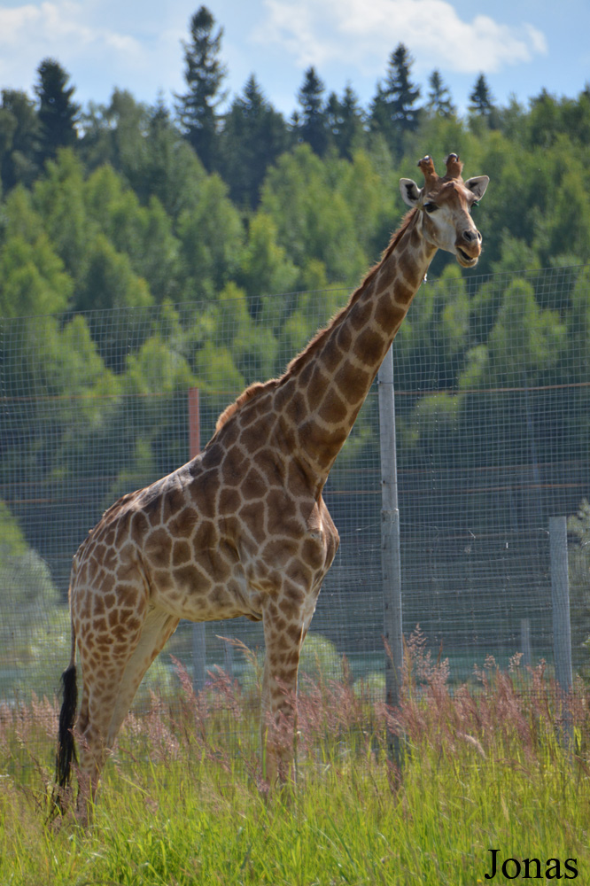 Giraffa camelopardalis giraffa