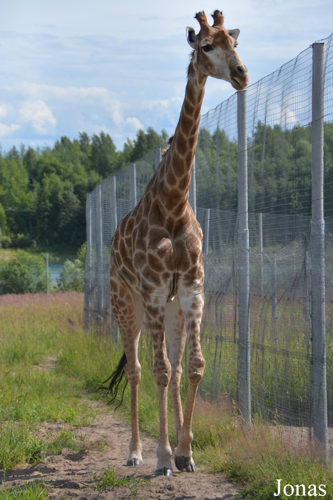 Giraffa camelopardalis giraffa
