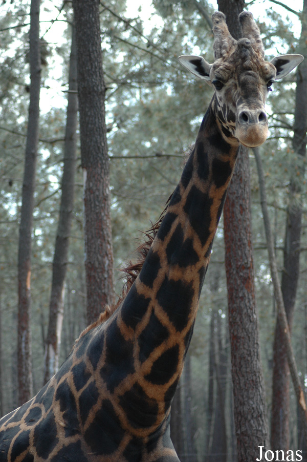 Giraffa camelopardalis giraffa