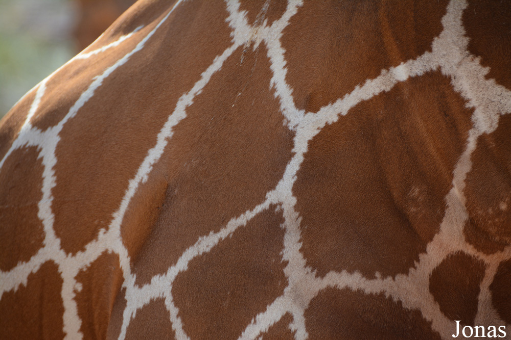 Giraffa camelopardalis reticulata