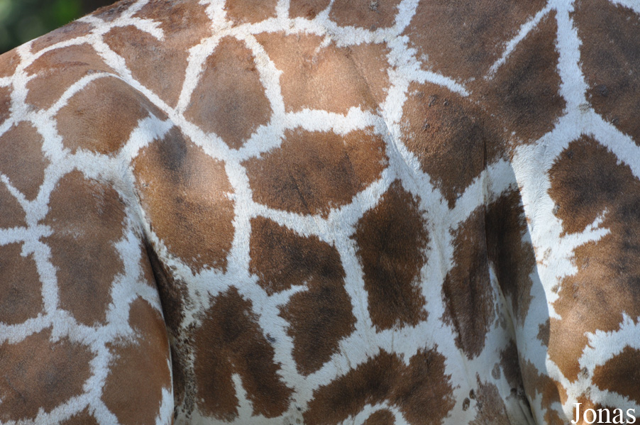 Giraffa camelopardalis reticulata