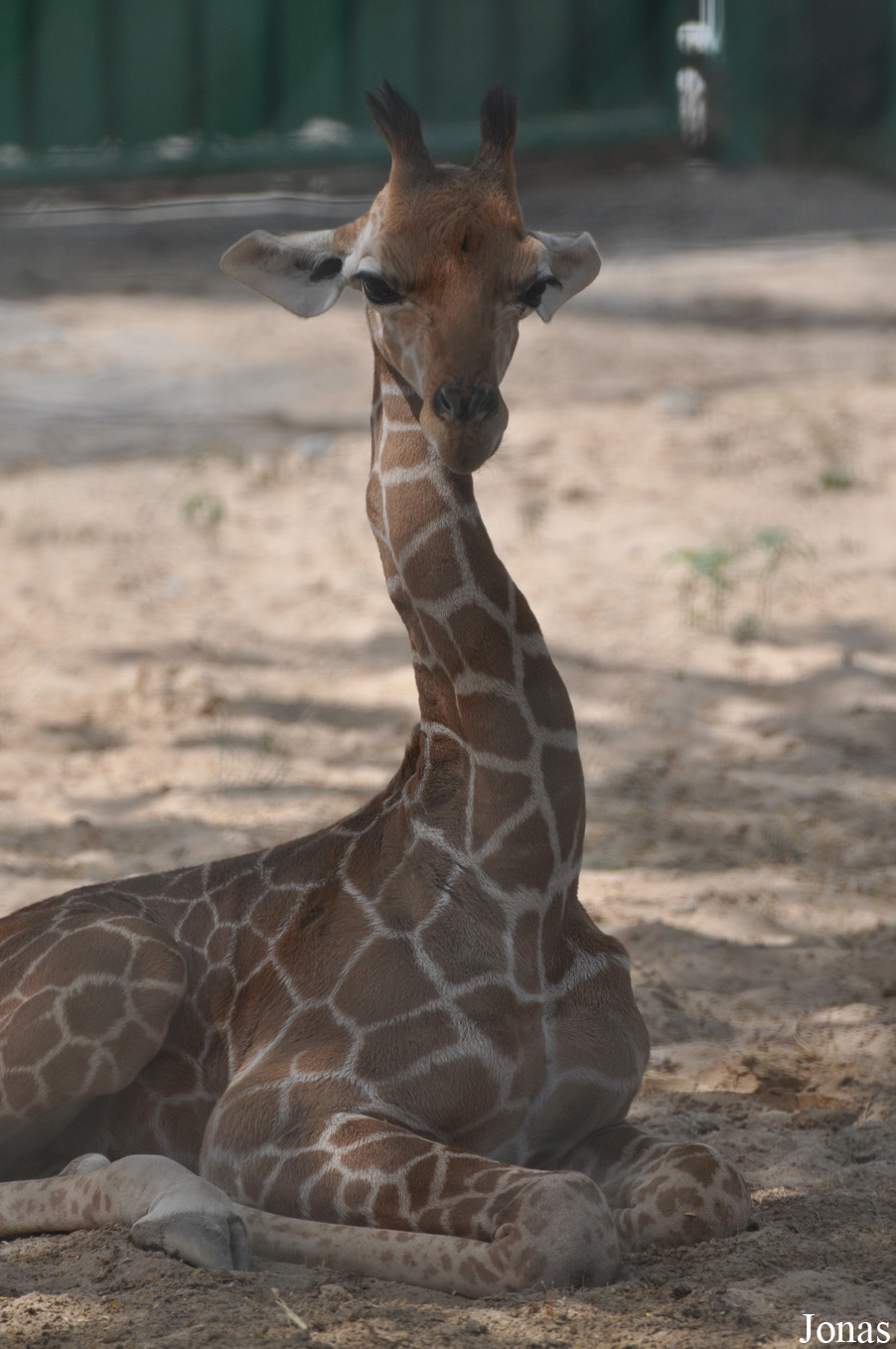 Giraffa camelopardalis reticulata