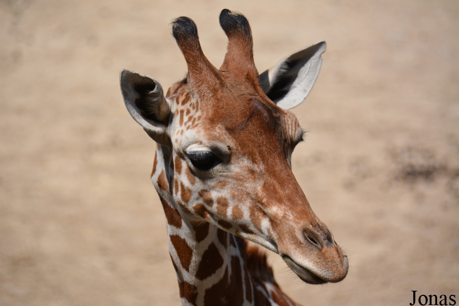 Giraffa camelopardalis reticulata
