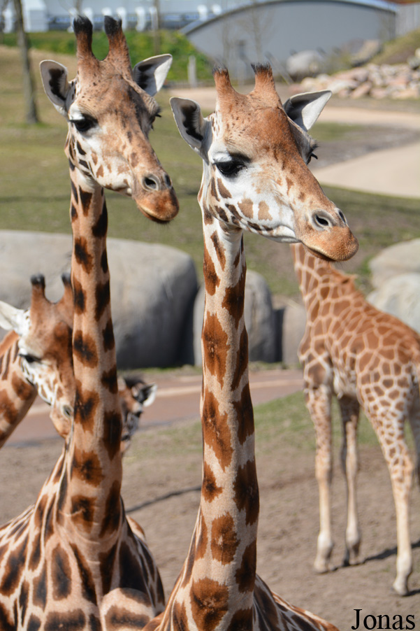 Giraffa camelopardalis rothschildi
