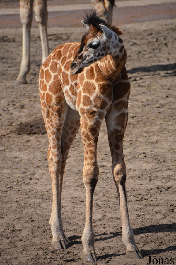 Giraffa camelopardalis rothschildi