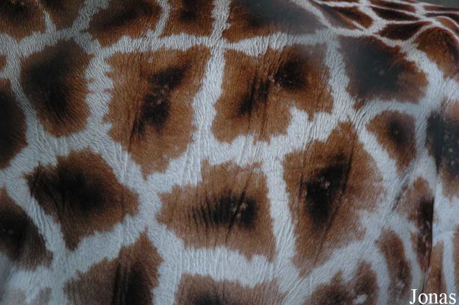 Giraffa camelopardalis rothschildi