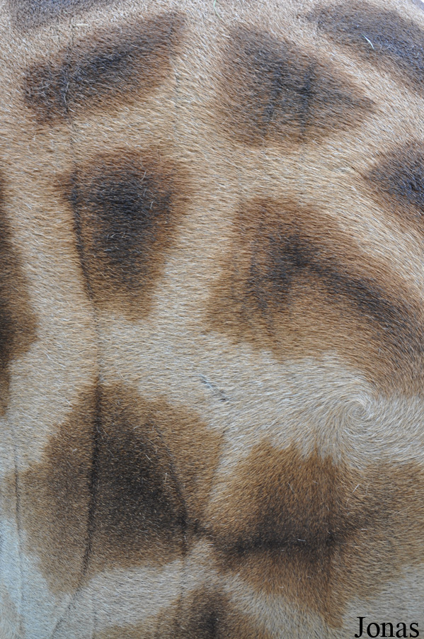 Giraffa camelopardalis rothschildi