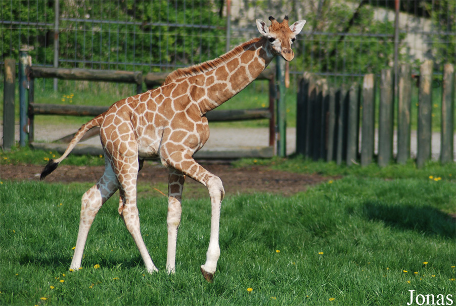Giraffa camelopardalis rothschildi
