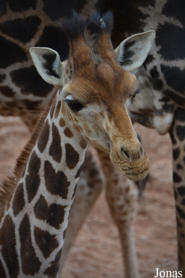 Giraffa camelopardalis rothschildi