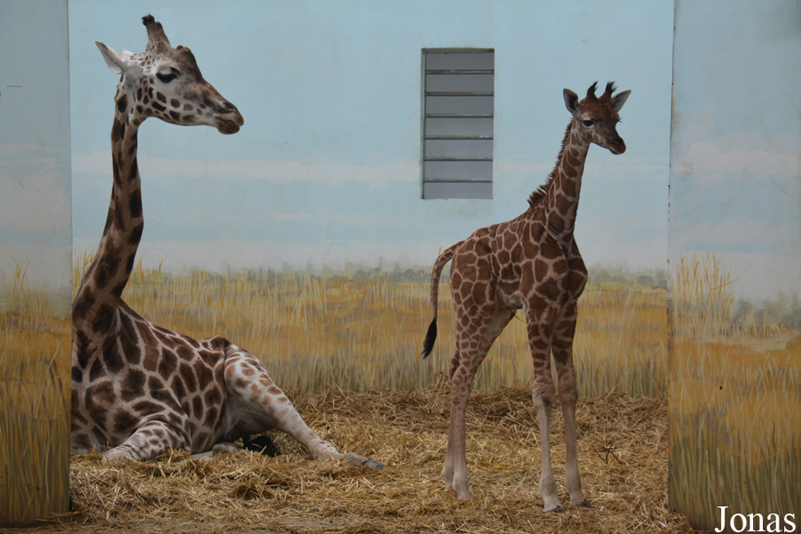 Giraffa camelopardalis rothschildi