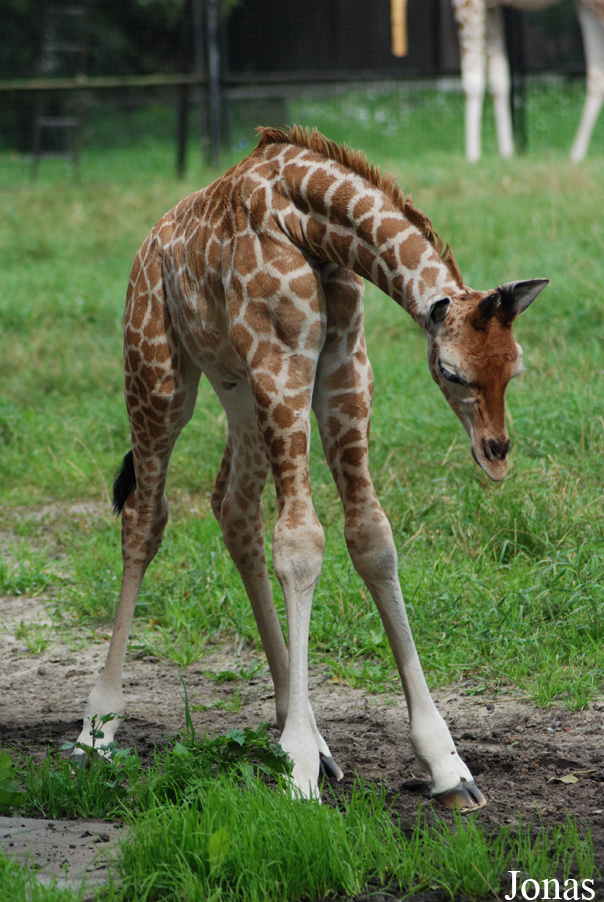Giraffa camelopardalis rothschildi