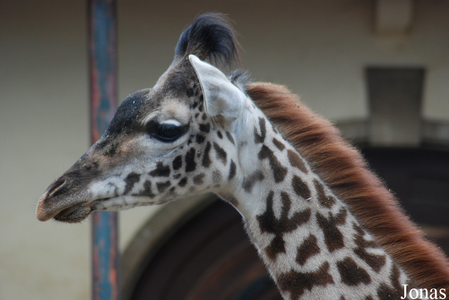 Giraffa camelopardalis tippelskirchi