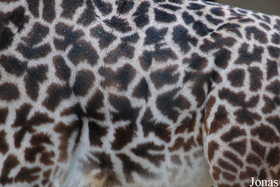 Giraffa camelopardalis tippelskirchi