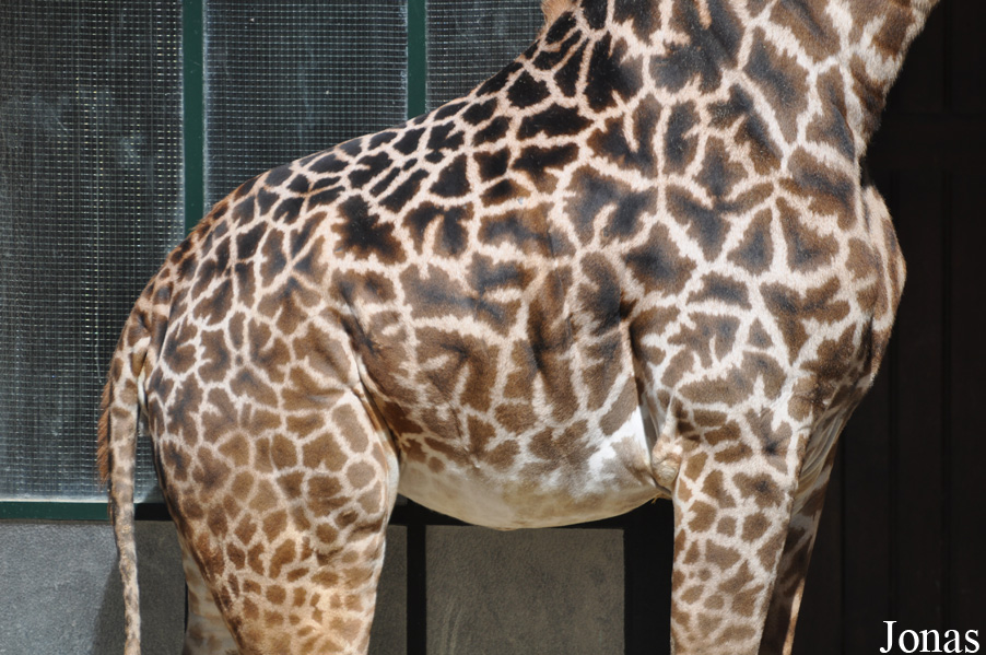 Giraffa camelopardalis tippelskirchi