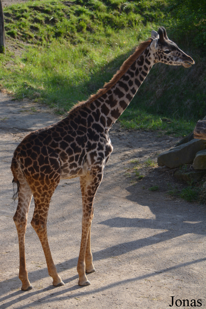 Giraffa camelopardalis tippelskirchi