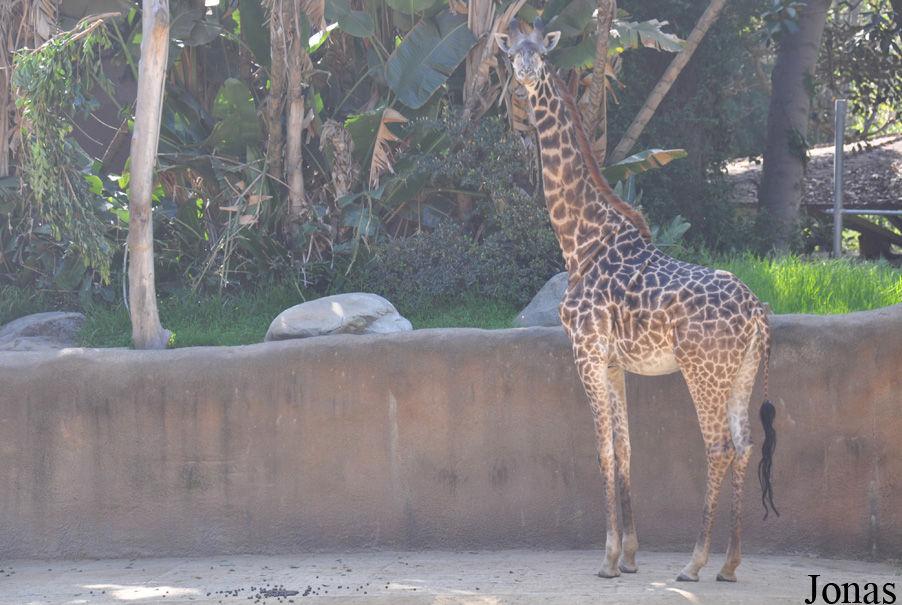 Giraffa camelopardalis tippelskirchi