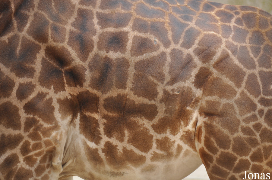 Giraffa camelopardalis tippelskirchi