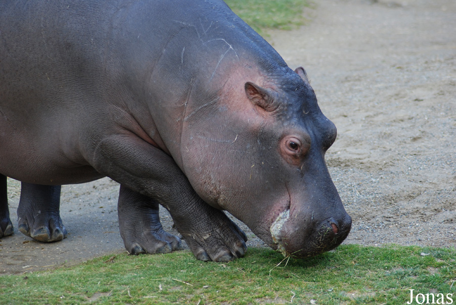 Hippopotamus amphibius