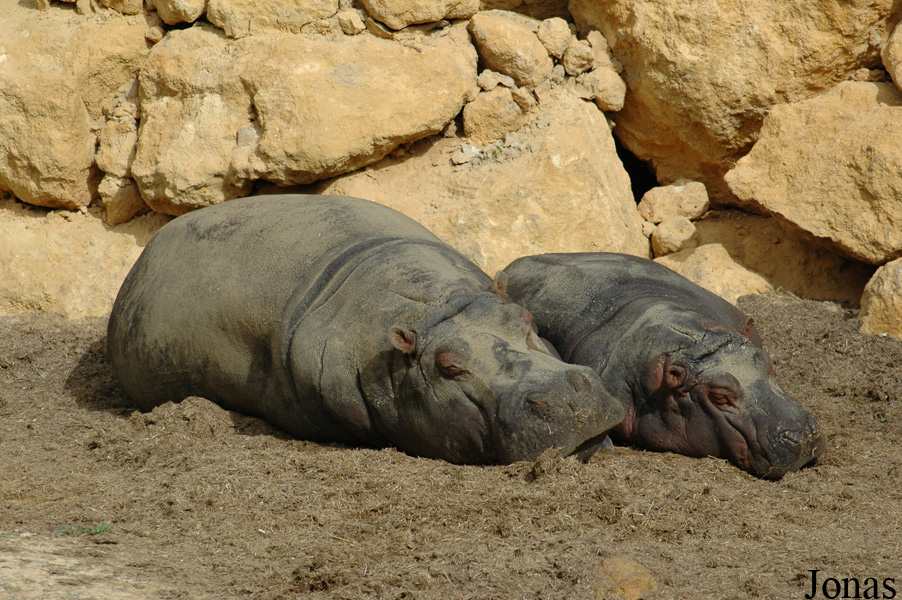Hippopotamus amphibius
