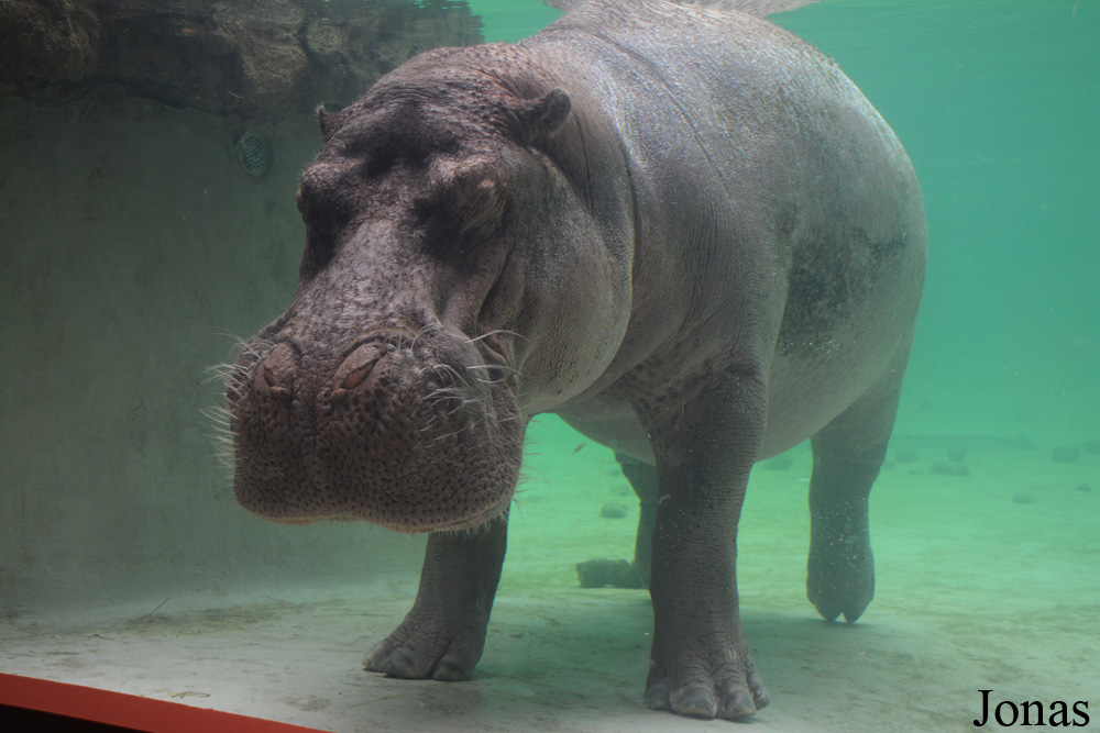 Hippopotamus amphibius