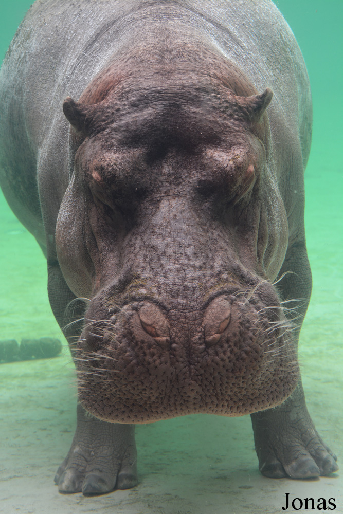 Hippopotamus amphibius