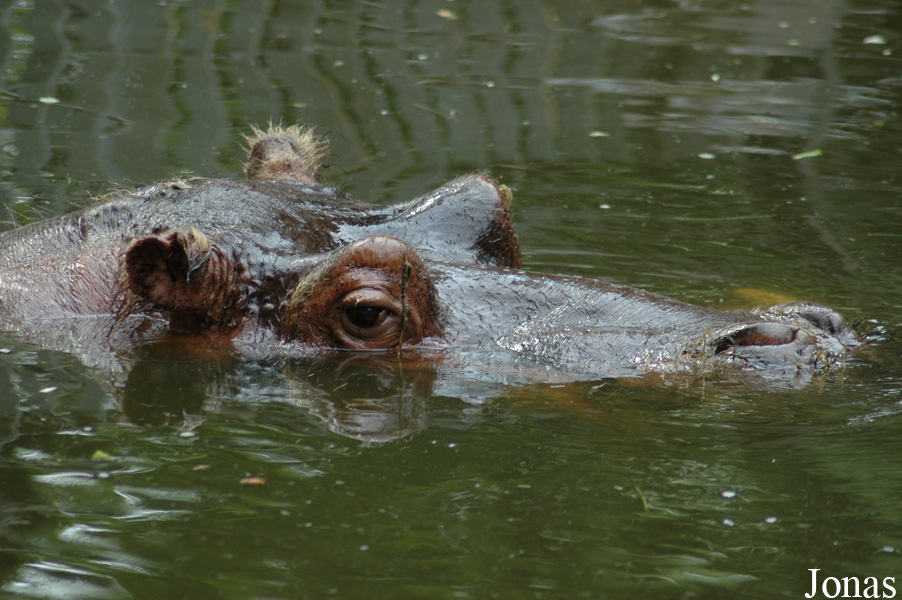 Hippopotamus amphibius