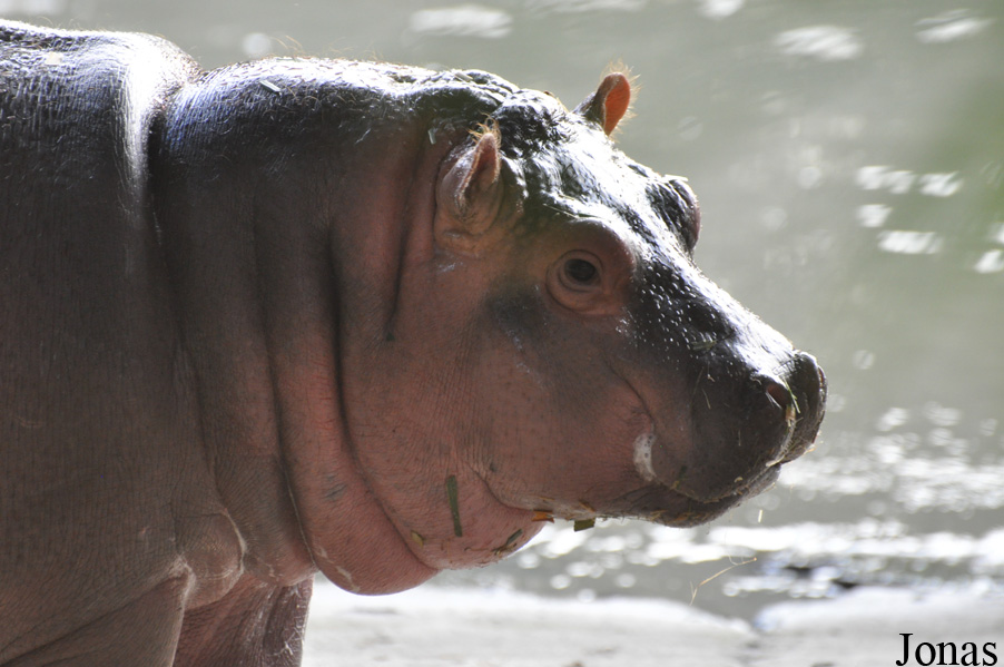 Hippopotamus amphibius