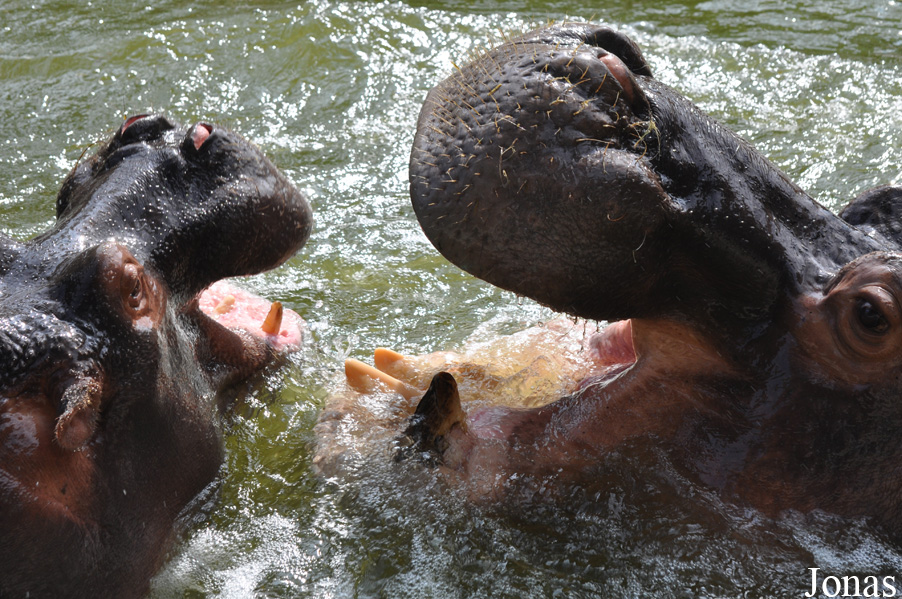 Hippopotamus amphibius