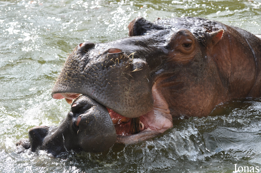 Hippopotamus amphibius