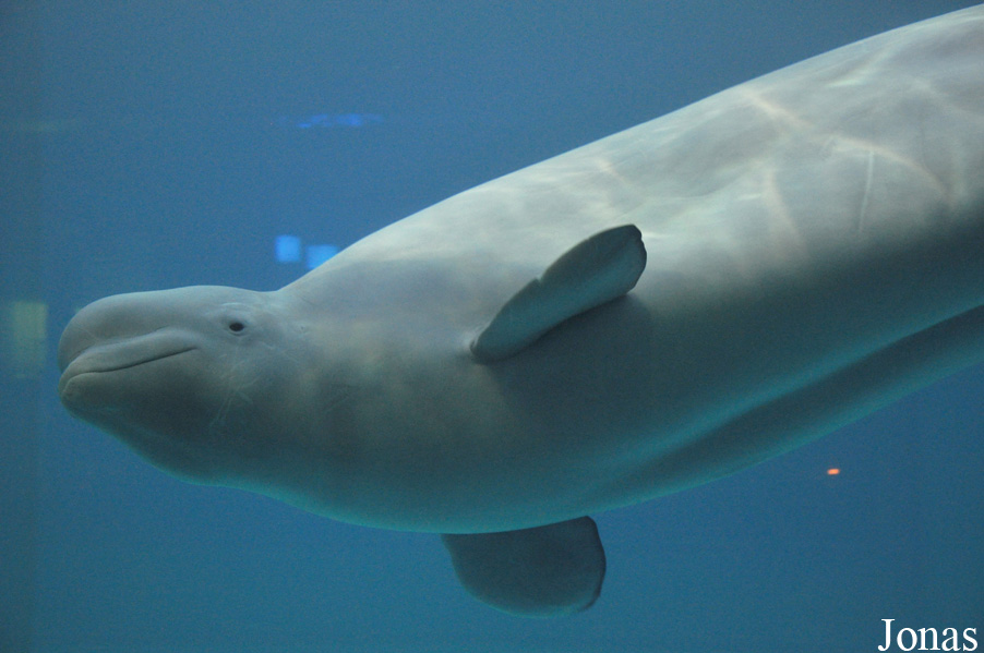 Delphinapterus leucas