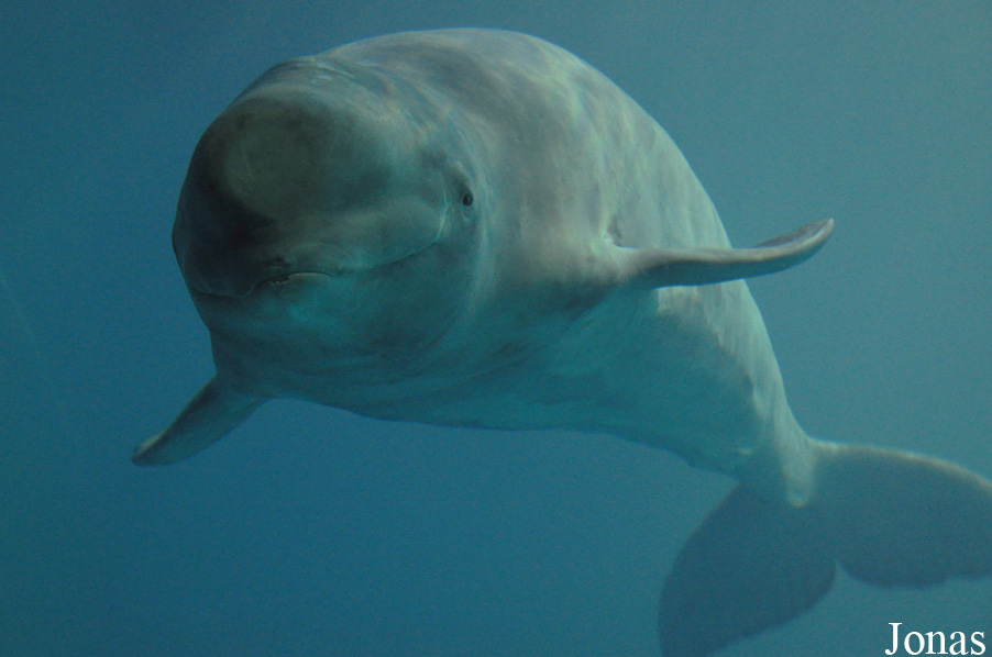 Delphinapterus leucas